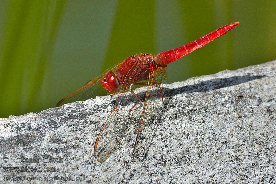 Feuerlibelle Crocothemis erythraea