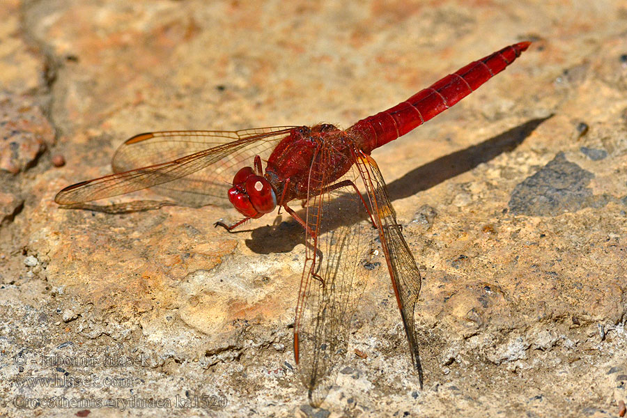 Szafranka czerwona Crocothemis erythraea