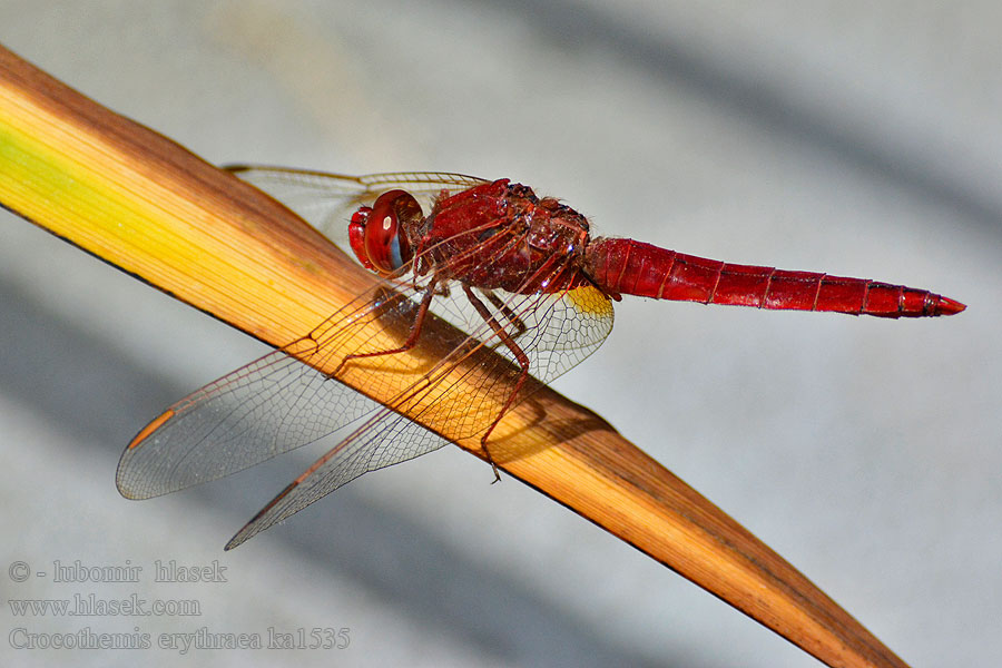 Vážka červená Crocothemis erythraea