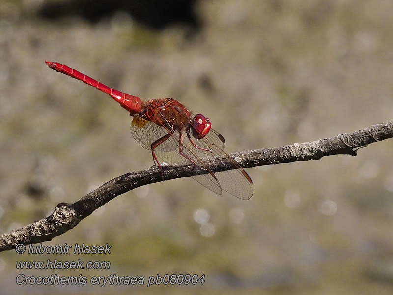 Crocothemis erythraea