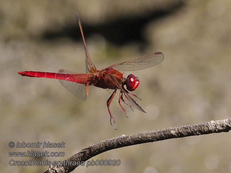 Crocothemis erythraea