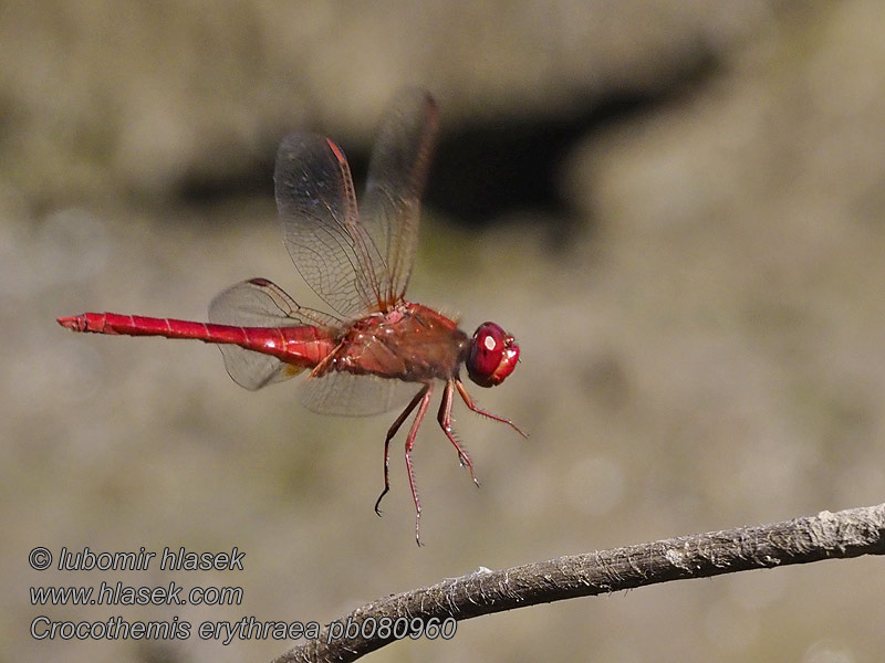 Crocothemis erythraea