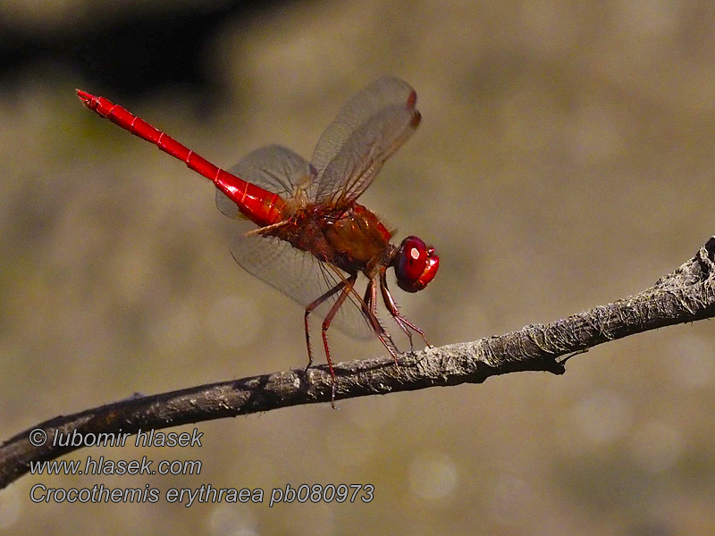 Crocothemis erythraea