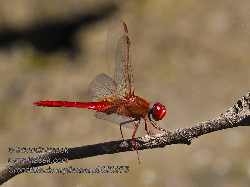 Crocothemis erythraea