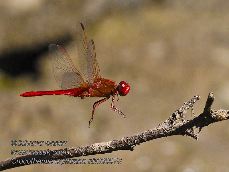 Crocothemis erythraea