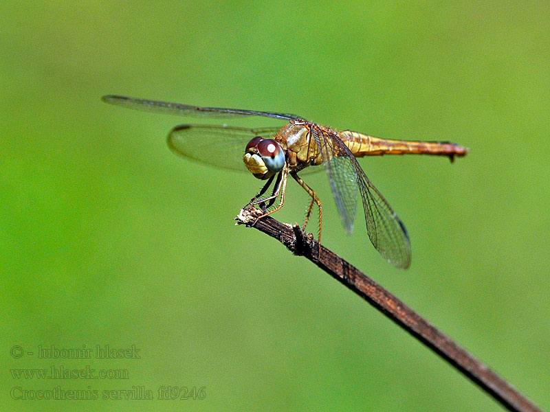 Crocothemis servilla Scarlet Skimmer