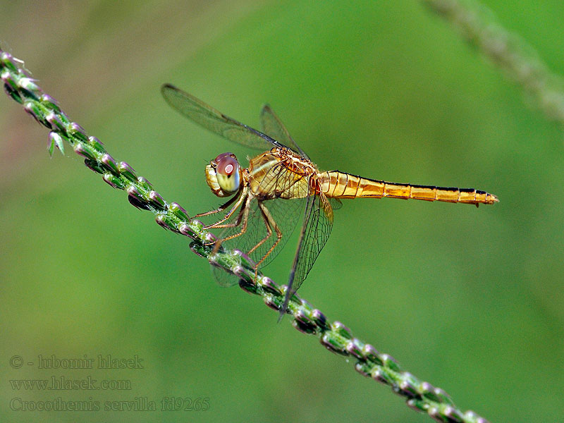 Crocothemis servilla Scarlet Skimmer Шафранка невольница