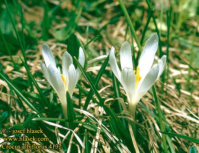 Crocus albiflorus Zafferano alpino Fehér sáfrány Frühlingskrokus