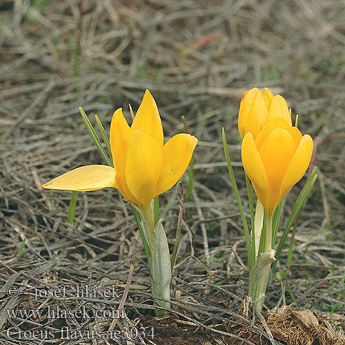 Crocus flavus yellow crocus Gele krokus Goldkrokus