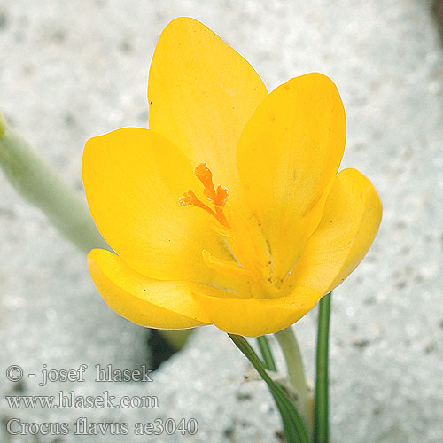 Crocus flavus Yellow crocus Gele krokus