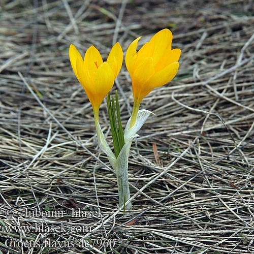 Crocus flavus Šafrán žlutý Крокус Шафран желтый