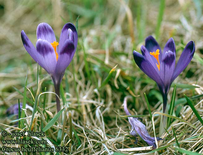 Crocus heuffelianus HU: Kárpáti sáfrány PL: Szafran Heuffela SK: šafrán Heuffelov CZ: šafrán karpatský