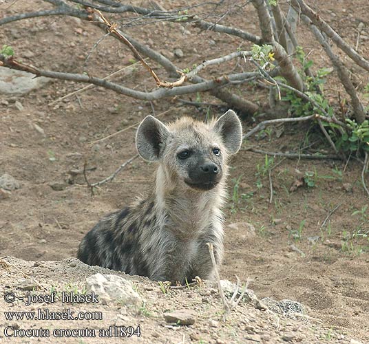 Crocuta crocuta Spotted hyena Plettet hyæne Täplähyeena Hyène tachetée Gevlekte hiëna hiena Lena maculata Foltos hiéna Fleckenhyäne Tüpfelhyäne Hiena cętkowana Hyena škvrnitá Hyena skvrnitá Hiena manchada Fläckig hyena Gevlekte hiëna ضبع مرقط Hiena-malhada Bleiz-broc'h brizh 점박이하이에나 Pjegava hijena צבוע נקוד ხალებიანი აფთარი Dėmėtoji hiena ブチハイエナ Flekkhyene Пятнистая гиена Benekli sırtlan 斑鬣狗