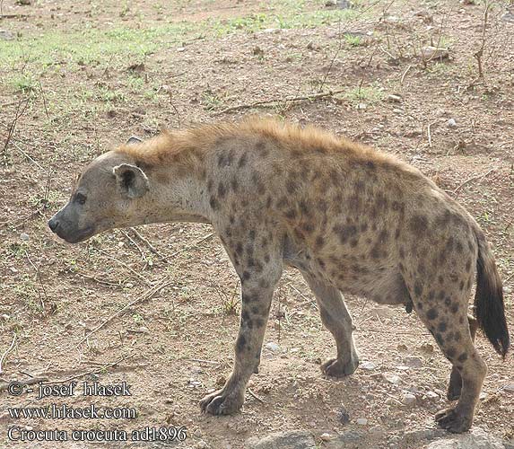 Gevlekte hiëna hiena Lena maculata Foltos hiéna Fleckenhyäne Tüpfelhyäne Hiena cętkowana Hyena škvrnitá Hyena skvrnitá Hiena manchada Fläckig hyena Gevlekte hiëna ضبع مرقط Hiena-malhada Bleiz-broc'h brizh 점박이하이에나 Pjegava hijena צבוע נקוד ხალებიანი აფთარი Dėmėtoji hiena ブチハイエナ Flekkhyene Пятнистая гиена Benekli sırtlan 斑鬣狗 Crocuta crocuta Spotted hyena Plettet hyæne Täplähyeena Hyène tachetée