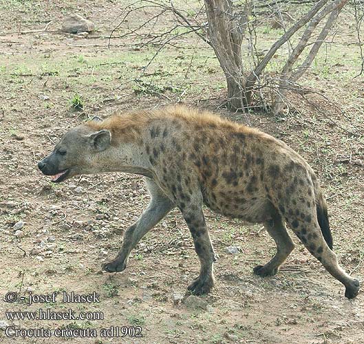 Hiena cętkowana Hyena škvrnitá Hyena skvrnitá Hiena manchada Fläckig hyena Gevlekte hiëna ضبع مرقط Hiena-malhada Bleiz-broc'h brizh 점박이하이에나 Pjegava hijena צבוע נקוד ხალებიანი აფთარი Dėmėtoji hiena ブチハイエナ Flekkhyene Пятнистая гиена Benekli sırtlan 斑鬣狗 Crocuta crocuta Spotted hyena Plettet hyæne Täplähyeena Hyène tachetée Gevlekte hiëna hiena Lena maculata Foltos hiéna Fleckenhyäne Tüpfelhyäne