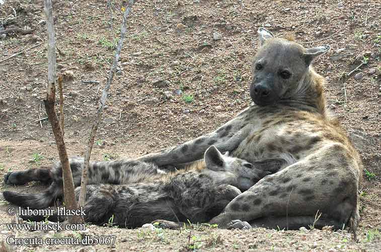 Fläckig hyena Gevlekte hiëna ضبع مرقط Hiena-malhada Bleiz-broc'h brizh 점박이하이에나 Pjegava hijena צבוע נקוד ხალებიანი აფთარი Dėmėtoji hiena ブチハイエナ Flekkhyene Пятнистая гиена Benekli sırtlan 斑鬣狗 Crocuta crocuta Spotted hyena Plettet hyæne Täplähyeena Hyène tachetée Gevlekte hiëna hiena Lena maculata Foltos hiéna Fleckenhyäne Tüpfelhyäne Hiena cętkowana Hyena škvrnitá Hyena skvrnitá Hiena manchada