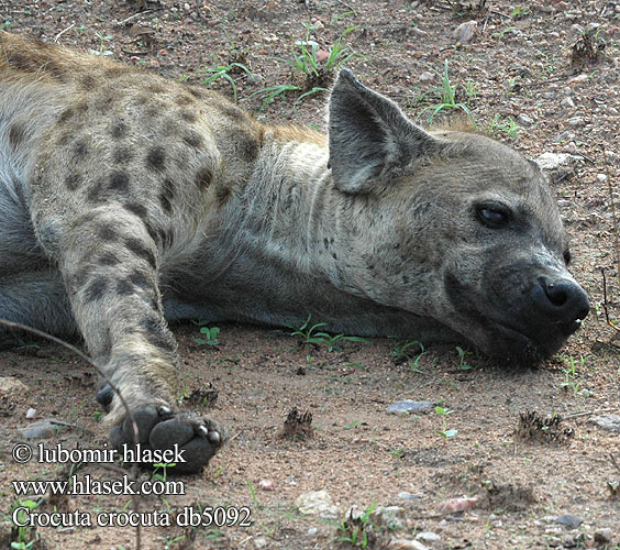 ブチハイエナ Flekkhyene Пятнистая гиена Benekli sırtlan 斑鬣狗 Crocuta crocuta Spotted hyena Plettet hyæne Täplähyeena Hyène tachetée Gevlekte hiëna hiena Lena maculata Foltos hiéna Fleckenhyäne Tüpfelhyäne Hiena cętkowana Hyena škvrnitá Hyena skvrnitá Hiena manchada Fläckig hyena Gevlekte hiëna ضبع مرقط Hiena-malhada Bleiz-broc'h brizh 점박이하이에나 Pjegava hijena צבוע נקוד ხალებიანი აფთარი Dėmėtoji hiena