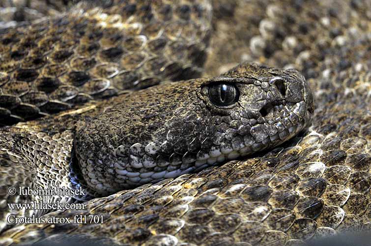 Crotalus atrox Western diamondback rattlesnake Texas-Klapperschlange Grzechotnik teksaski Texaanse ratelslang Teksaso barškuolė Texasi csörgőkígyó Teksasinkalkkarokäärme Batı elmas sırtlı çıngıraklı yılanı Chřestýš západní Crotale diamantin l'Ouest Texas Crotalo adamantino occidentale ガラガラヘビ Tехасский гремучник Crótalo diamante occidental