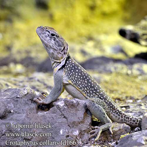 Crotaphytus collaris Halsbandleguan クビワトカゲ Legwan obrożny 环颈蜥 Leguánek obojkový Leguánovec Leguán Common collared lizard Oklahoma Galléros díszleguán Kaulusleguaani Игуана ошейниковая пустынная