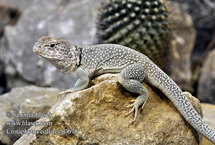 Leguánek obojkový Leguánovec Leguán Common collared lizard Oklahoma Galléros díszleguán Kaulusleguaani Игуана ошейниковая пустынная Crotaphytus collaris Halsbandleguan クビワトカゲ Legwan obrożny 环颈蜥