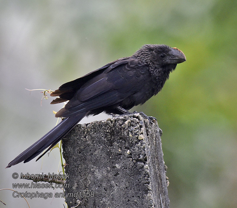 Crotophaga ani 滑嘴犀鹃 Kukačka ani Glattschnabelani