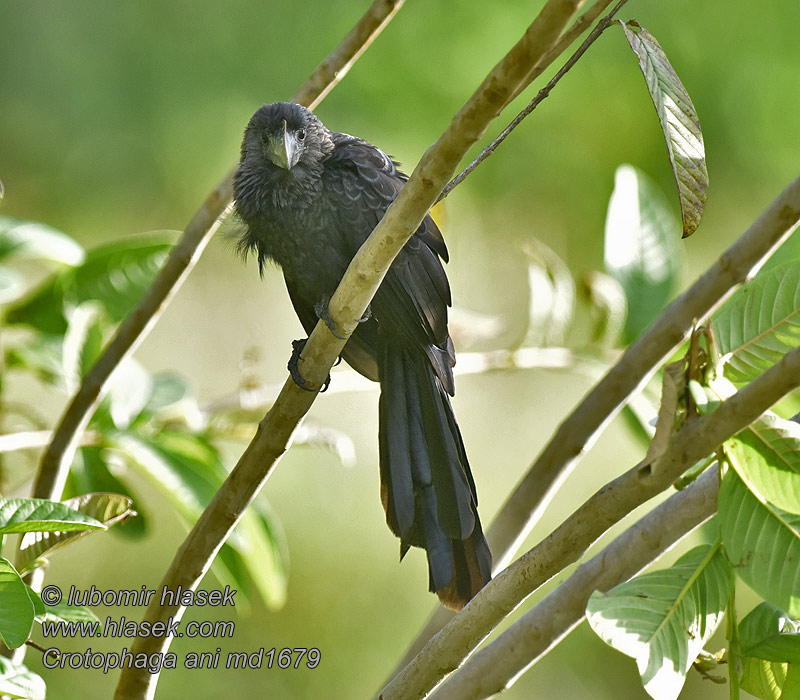 Crotophaga ani Smooth-billed Ani Garrapatero Aní Ani bec lisse