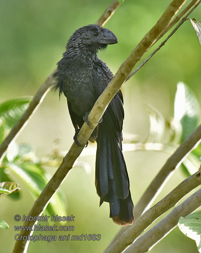 Crotophaga ani Simacsőrű ani Ani beccoliscio オオハシカッコウ