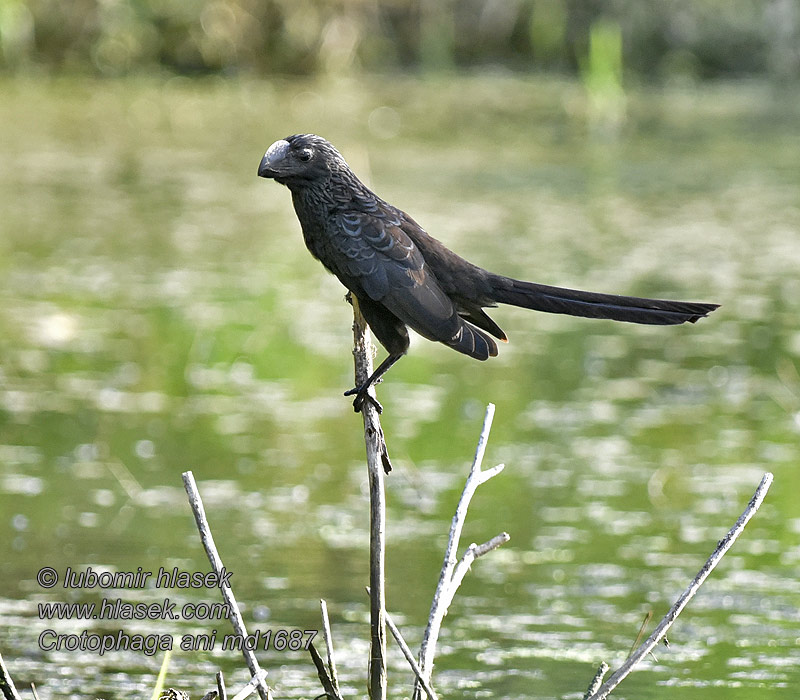 Crotophaga ani Kleine Ani Glattnebbani Kleszczojad gładkodzioby