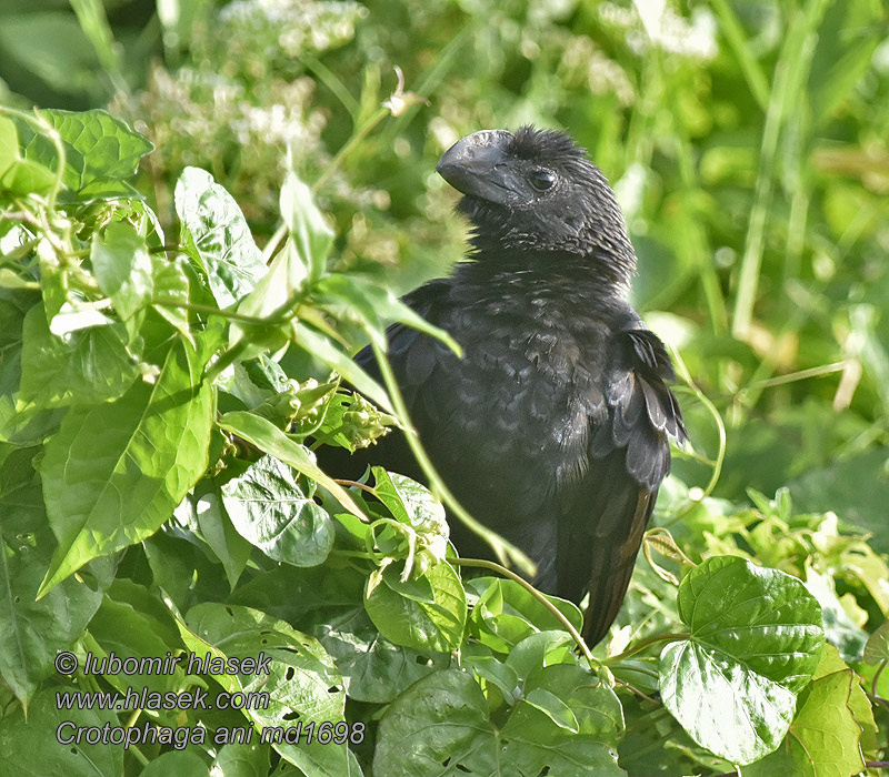 Crotophaga ani Anu-preto Гладкоклювая ани Slätnäbbad ani Ostronos ani