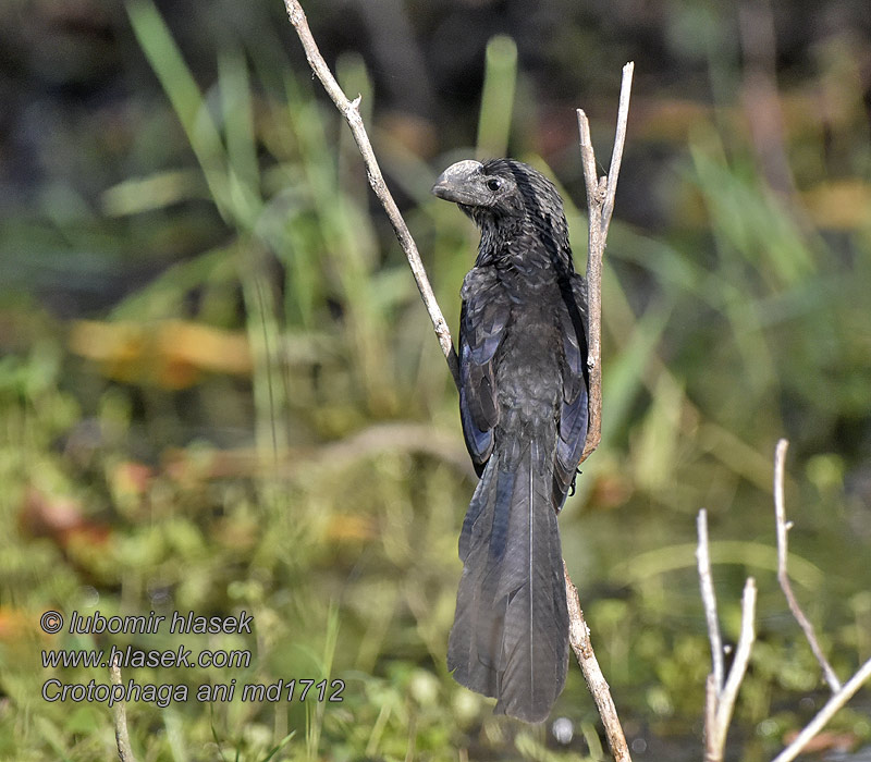 Glattschnabelani Smooth-billed Ani Garrapatero Aní Crotophaga ani