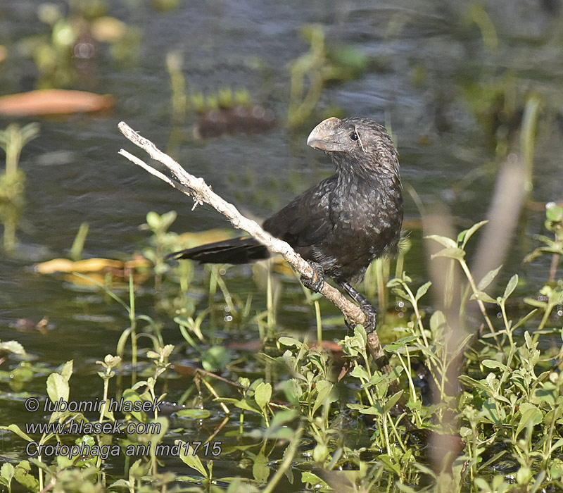 Ani bec lisse Simacsőrű ani Ani beccoliscio Crotophaga ani