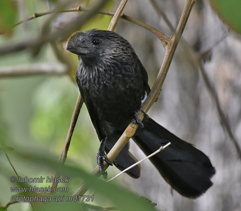 オオハシカッコウ Kleine Ani Glattnebbani Crotophaga ani