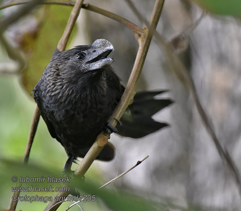 Kleszczojad gładkodzioby Anu-preto 滑嘴犀 Crotophaga ani