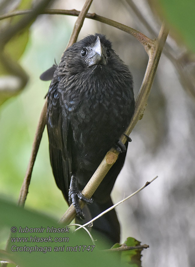 Гладкоклювая ани Slätnäbbad ani Ostronos ani Crotophaga ani