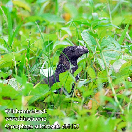 Crotophaga sulcirostris Groove-billed Ani Kukačka rýhozobá Riefenschnabelani Furenæbbet Ani Garrapatero Asurcado Pijuy Anó pico surcado Uurrenokka-ani Ani bec cannelé Ani beccosolcato ミゾハシカッコウ Groefsnavelan Kleszczojad bruzdodzioby Strimnäbbad ani Ostronos vrúbkozobý