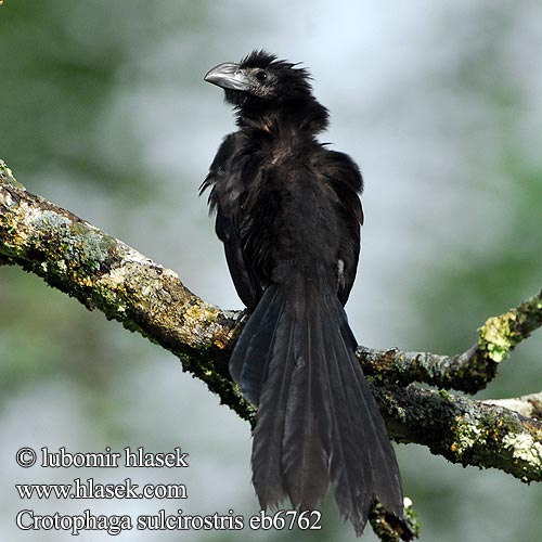 Uurrenokka-ani Ani bec cannelé Ani beccosolcato ミゾハシカッコウ Groefsnavelan Kleszczojad bruzdodzioby Strimnäbbad ani Ostronos vrúbkozobý Crotophaga sulcirostris Groove-billed Ani Kukačka rýhozobá Riefenschnabelani Furenæbbet Ani Garrapatero Asurcado Pijuy Anó pico surcado