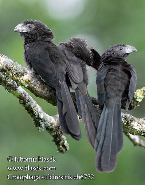 Groefsnavelan Kleszczojad bruzdodzioby Strimnäbbad ani Ostronos vrúbkozobý Crotophaga sulcirostris Groove-billed Ani Kukačka rýhozobá Riefenschnabelani Furenæbbet Ani Garrapatero Asurcado Pijuy Anó pico surcado Uurrenokka-ani Ani bec cannelé Ani beccosolcato ミゾハシカッコウ