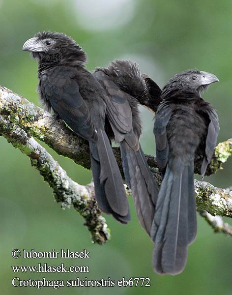 Groefsnavelan Kleszczojad bruzdodzioby Strimnäbbad ani Ostronos vrúbkozobý Crotophaga sulcirostris Groove-billed Ani Kukačka rýhozobá Riefenschnabelani Furenæbbet Ani Garrapatero Asurcado Pijuy Anó pico surcado Uurrenokka-ani Ani bec cannelé Ani beccosolcato ミゾハシカッコウ