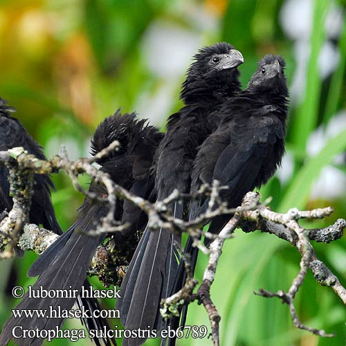 Ostronos vrúbkozobý Crotophaga sulcirostris Groove-billed Ani Kukačka rýhozobá Riefenschnabelani Furenæbbet Ani Garrapatero Asurcado Pijuy Anó pico surcado Uurrenokka-ani Ani bec cannelé Ani beccosolcato ミゾハシカッコウ Groefsnavelan Kleszczojad bruzdodzioby Strimnäbbad ani