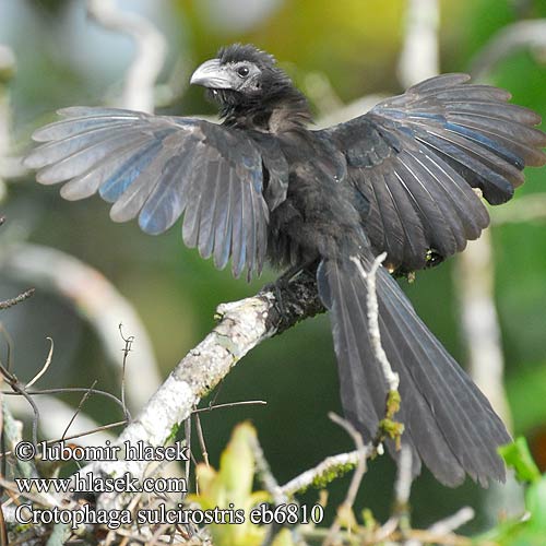 Crotophaga sulcirostris eb6810