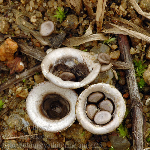 Crucibulum cyathiforme Cyathus olla Číšenka hrnečková Čiaškovec hladký Kubek ołowianoszary ogrodowy Grey Bird's Nest Fungus Bleek nestzwammetje Klokke-Redesvamp Harmaapesäsieni Cyathe vase チャダイゴケ Szürke pohárgomba Topfteuerling Topf-Teuerling Åkerbrødkorg Glatki lončić Бокальчик олла Gladki košek Blygrå brödkorgssvamp