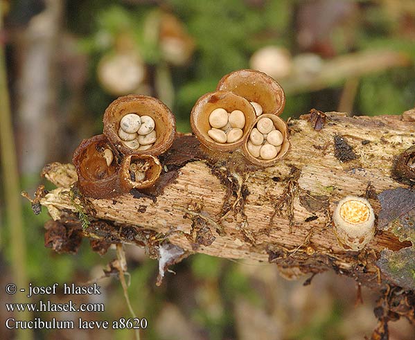 Crucibulum laeve UK: Common Bird's Nest DK: Krukkesvamp FI: leipäkorisieni FR: crucibule lisse NL: Geel nestzwammetje HU: Kambly Tégelygomba DE: Tiegelteuerling PL: kubecznik pospolity CZ: pohárovka obecná SE: Brödkorgssvamp SYN: vulgare cyathus Nidularia Peziza crucibuliformis laevis lentifera NO: Vanlig brodkorg