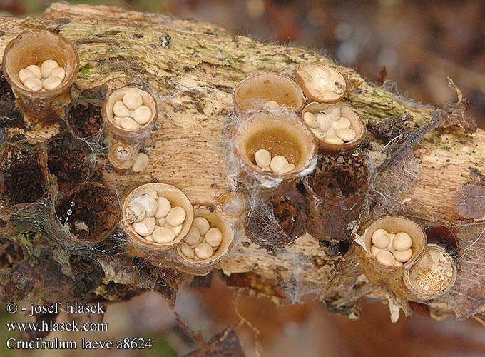 Crucibulum laeve UK: Common Bird's Nest DK: Krukkesvamp FI: leipäkorisieni FR: crucibule lisse NL: Geel nestzwammetje HU: Kambly Tégelygomba DE: Tiegelteuerling PL: kubecznik pospolity CZ: pohárovka obecná SE: Brödkorgssvamp SYN: vulgare cyathus Nidularia Peziza crucibuliformis laevis lentifera NO: Vanlig brodkorg