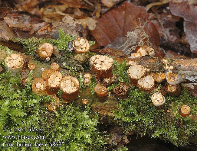 Crucibulum laeve UK: Common Bird's Nest DK: Krukkesvamp FI: leipäkorisieni FR: crucibule lisse NL: Geel nestzwammetje HU: Kambly Tégelygomba DE: Tiegelteuerling PL: kubecznik pospolity CZ: pohárovka obecná SE: Brödkorgssvamp SYN: vulgare cyathus Nidularia Peziza crucibuliformis laevis lentifera NO: Vanlig brodkorg