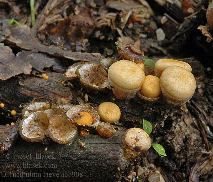 Brödkorgssvamp vulgare cyathus Nidularia Peziza crucibuliformis