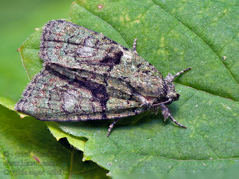 Sárgászöld zuzmóbagoly Donkergroene korstmosuil Cryphia algae