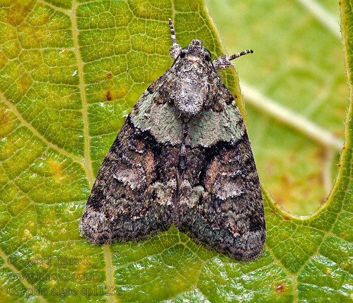 Pikkujäkäläyökkönen Bryophile vert-mousse Cryphia algae
