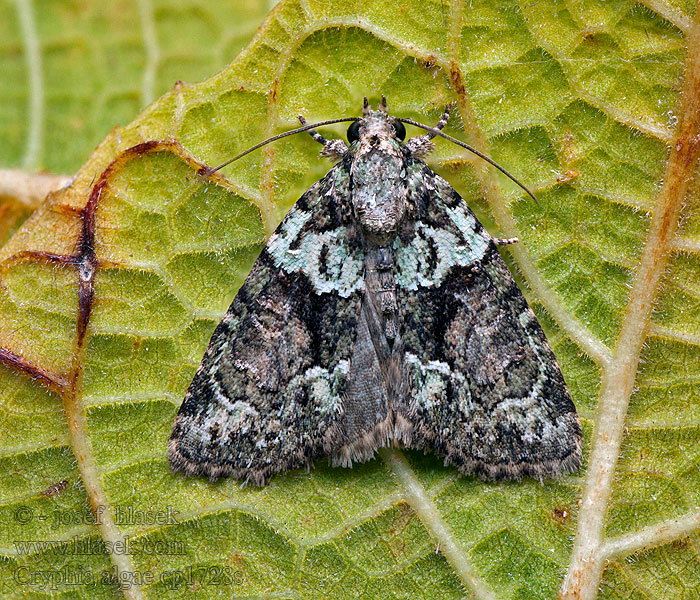 Grönt lavfly Lišajníkovka lipová Cryphia algae