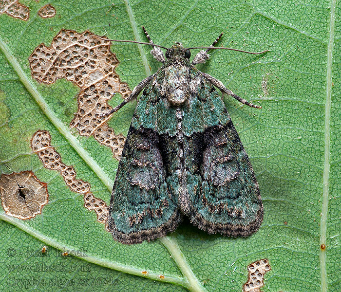 Grönt lavfly Lišajníkovka lipová Gelsvasis kerpinukas Cryphia algae