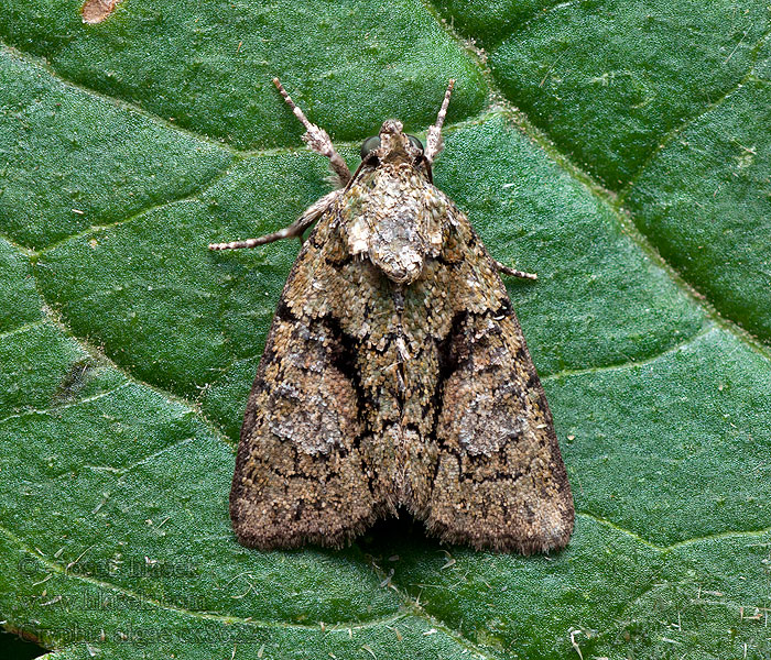 Pikkujäkäläyökkönen Bryophile vert-mousse Cryphia algae